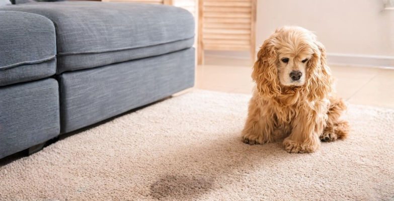 Pet Odor and Stains
